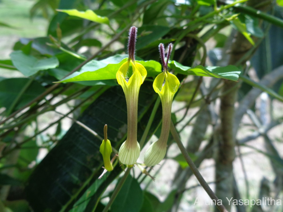 Ceropegia candelabrum var. biflora (L.) Ansari